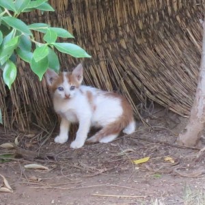 One of our neighborhood feline friends. 